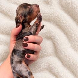 Wednesday - Dapple female Dachshund puppy in Bartlett, Illinois from Dachshundsnextdoor