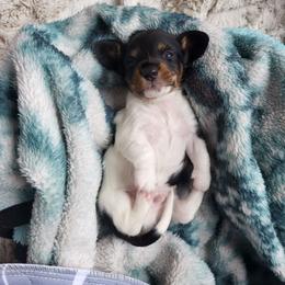 AKC Costello - Piebald male Dachshund puppy in Geneva, Florida from TGIF Doxies