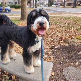 Bernedoodle All Grown Up from Backwoods Bernedoodles