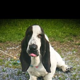 Ellie - Basset Hound