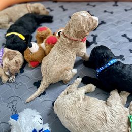 Goldendoodle Puppies from Central Texas Doodle Nest Kennel