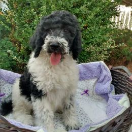 Red Girl - Sheepadoodle puppy in Kimberly, Idaho from Wizardwood Doodles