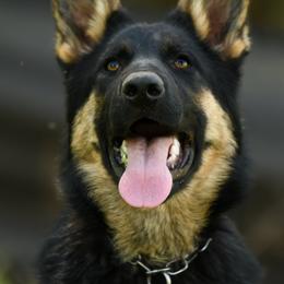 German Shepherd Puppies from Auf der Marquis German Shepherds