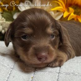 Chai - Chocolate and cream female Dachshund puppy in Fayetteville, West Virginia from Loop Creek Dachshunds