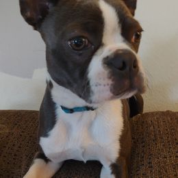 Boston Terrier Puppies from Razmom's Boston Terriers