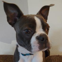 Boston Terrier Puppies from Razmom's Boston Terriers