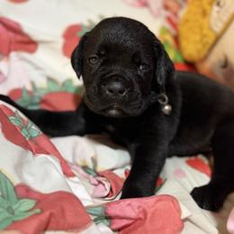 Gray - Black male Cane Corso puppy in Opelousas, Louisiana from Azelees Cane Corso