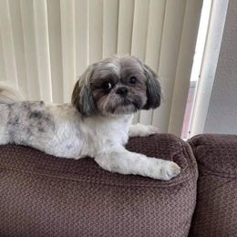 Bautista - Shih Tzu