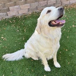 Noli - Golden Retriever