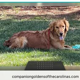 Ella - Golden Retriever