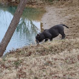 Haymakers' Dark Angel - Blue American Bully puppy in Dixon, Kentucky from Haymaker Bully Camp