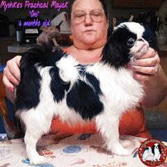 Japanese Chin Puppies from Mystike Japanese Chin