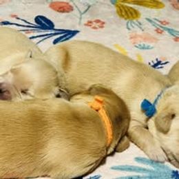 Sixth Pick Male - Golden male Golden Retriever puppy in Big Lake, Alaska from Birchwood Goldens