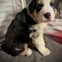 Sweet Boy 1-Black Body with Blue Merle legs and small patches - Blue merle male Australian Shepherd puppy in Mayfield, Kentucky from Hamilton Farms