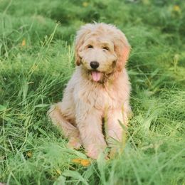 Goldendoodle Puppies from Lakeside Doodles