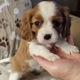 Girl 2 - female Cavalier King Charles Spaniel puppy in Eau Claire, Wisconsin from B&C Wigglebutts