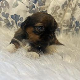 Girl 1 - Sable female Shih Tzu puppy in Tenino, Washington from Fantasy Realm Shih Tzus
