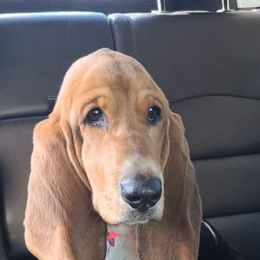 Basset Hounds from Kickapoo Bassets