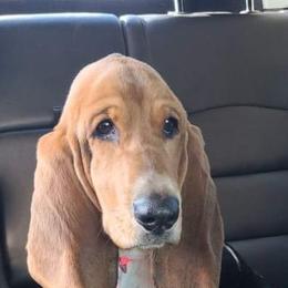 Basset Hounds from Kickapoo Bassets