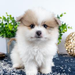 Bruce - Cream parti male Pomeranian puppy in Erda, Utah from Danyells Designer Poms
