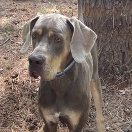 Duke - Great Dane