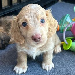 Cream Boy - Cream male Dachshund puppy in Belfair, Washington from CreekSide Mini Doxies