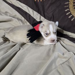 Little white tail tip - Red and white male Siberian Husky puppy in Kansas City, Missouri from Anuun's Huskies