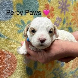 Percy Paws - White female Cavapoo puppy in Greensburg, Kentucky from Doodle Me Crazy