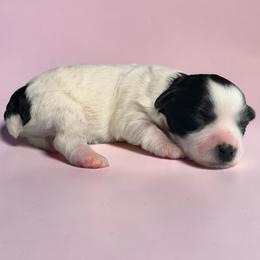 Sassy - Parti female Miniature Schnauzer puppy in Magalia, California from NorCal Schnauzers
