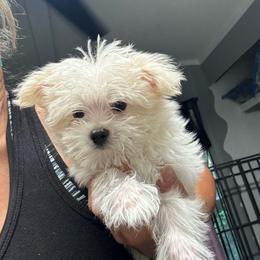 Rugar - White male Morkie puppy in Taylorsville, North Carolina from Mountain Top Hot Tailz