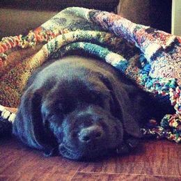 Labrador Retriever Puppies from Tru-Heart Labradors