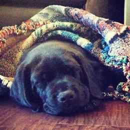 Labrador Retriever Puppies from Tru-Heart Labradors