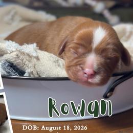 Cavalier King Charles Spaniel puppies from Cavish's Missouri Cavaliers, Cavapoos, and Miniature Poodles