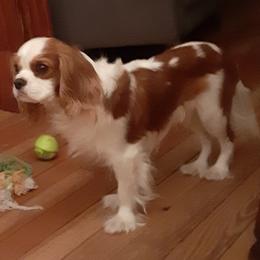 Cavalier King Charles Spaniel Puppies from Place's Cavaliers