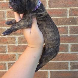 Nagini - Brindle female Great Dane puppy in Arlington, Texas from Scoober Danes