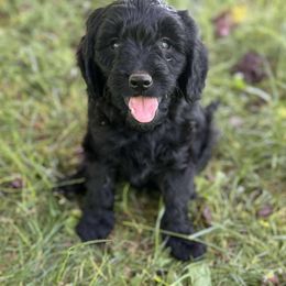 Manicotti - Black male Goldendoodle puppy in Eugene, Oregon from Oregon's Legendary Goldens
