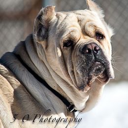 Cane Corso from 5-0 Cane Corso