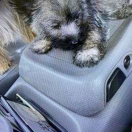 Cairn Terrier Puppies from Shining Waters Farm