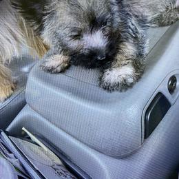 Cairn Terrier Puppies from Shining Waters Farm