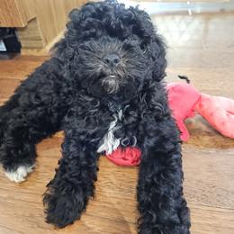 Havapoo Puppies from Derbyville Havapoos
