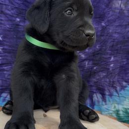Labrador Retriever Puppies from Trust in the Lord Labradors