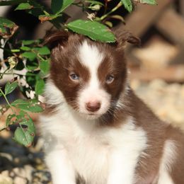 Felix - Red male Border Collie puppy in Tiskilwa, Illinois from First Harmony Farms