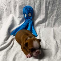Boy 2 - Red male Boston Terrier puppy in Ringgold, Georgia from A-K Boston Terriers