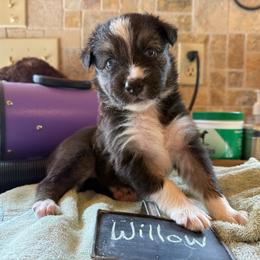 Willow - Black tri-color female Australian Shepherd puppy in Purcell, Oklahoma from Lewis Aussie’s & Corgi’s