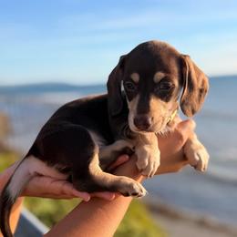 Chocolate and cream boy - Chocolate and cream male Dachshund puppy in Lemon Grove, California from GMZ Doxies SD