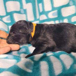 Orange Collar Male - Black male German Shepherd puppy in Cadet, Missouri from Working Valley Shepherds