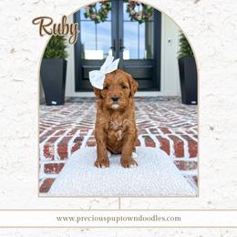 Ruby - Red  female Goldendoodle puppy in Bell Buckle, Tennessee from Precious Puptown Doodles