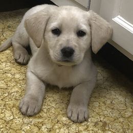 Labrador Retriever Puppies from Brazil’s Elite Labradors