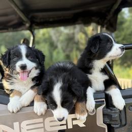 Miniature Australian Shepherd Puppies from Peace Creek Aussies