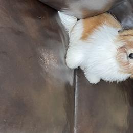 Biewer Terrier, Chinese Crested, and Havanese Puppies from Meadowview Havanese